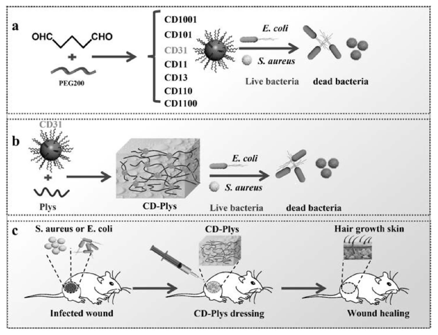 碳納米點、可注射碳納米點-ε-聚賴氨酸水凝膠及其制備方法與應(yīng)用