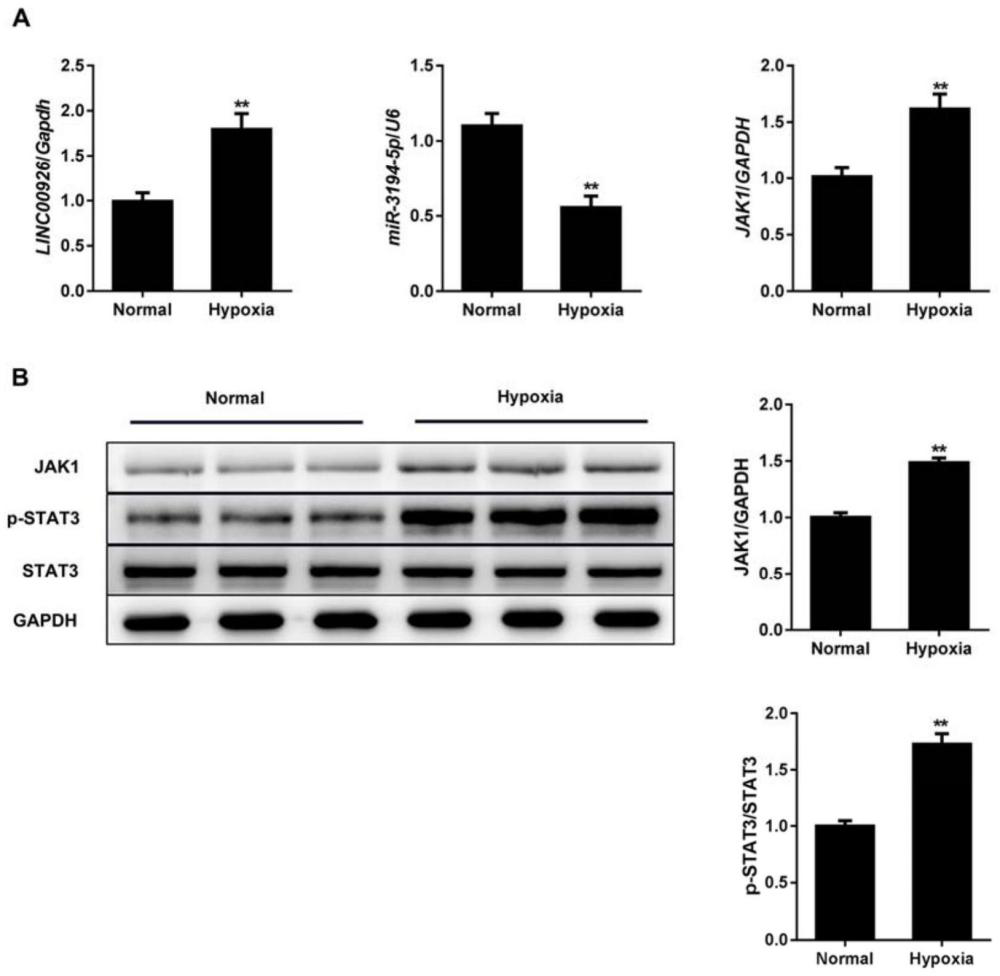 信號通路在CHD藥物開發中的應用